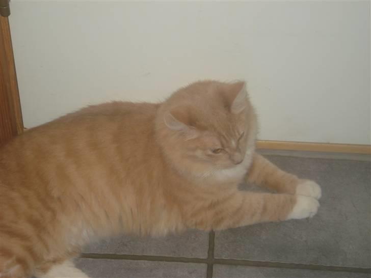 Blanding af racer røde  billede 2