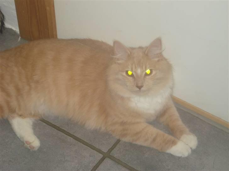 Blanding af racer røde  billede 3