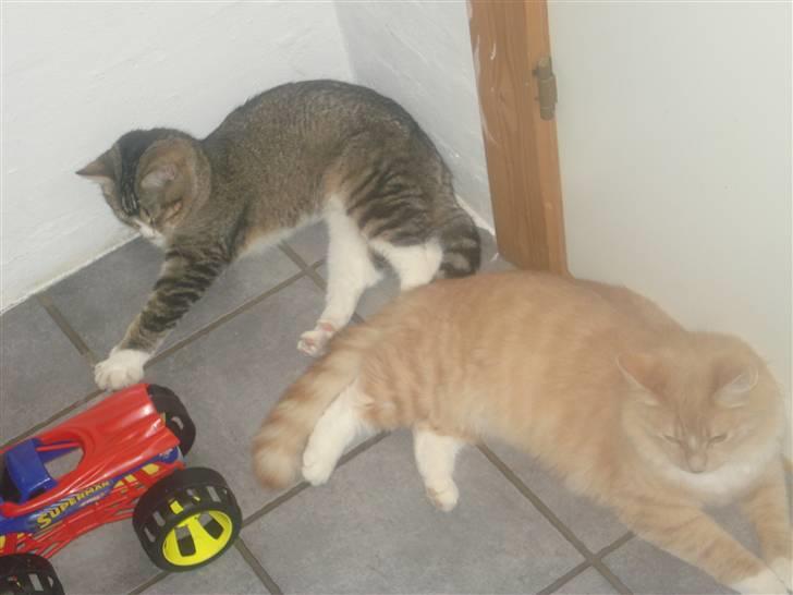 Blanding af racer røde  billede 4