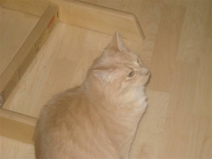 Blanding af racer røde  billede 5