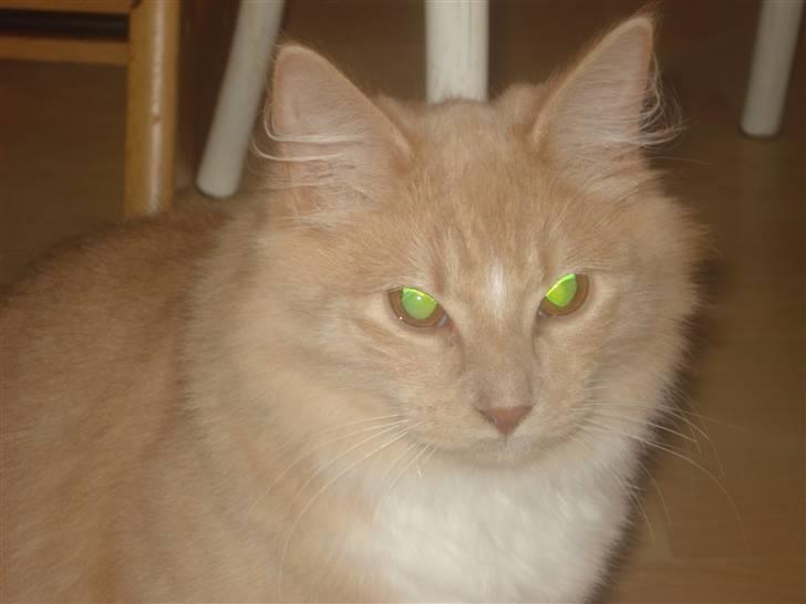 Blanding af racer røde  billede 6