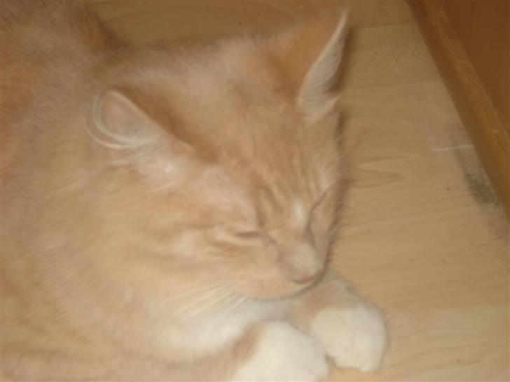 Blanding af racer røde  billede 7