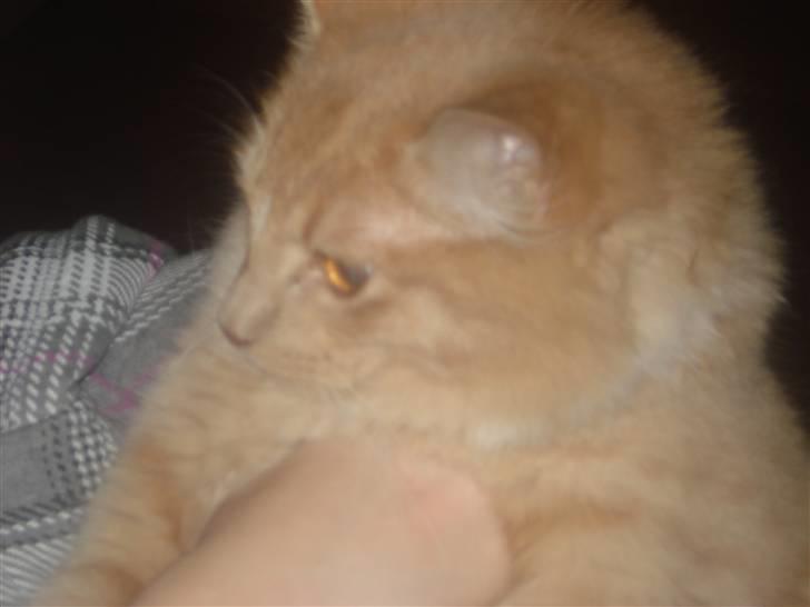 Blanding af racer røde  billede 8