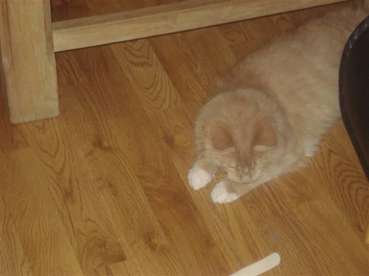 Blanding af racer røde  billede 9