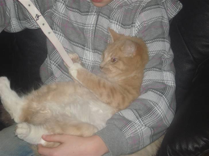 Blanding af racer røde  billede 10