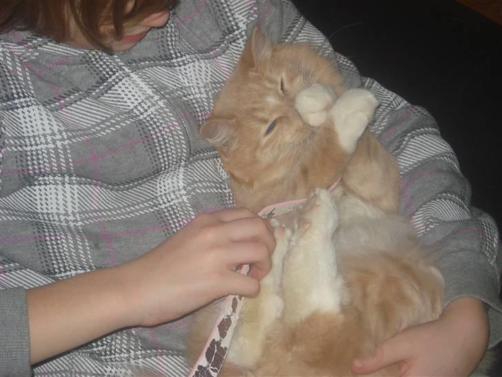 Blanding af racer røde  billede 11