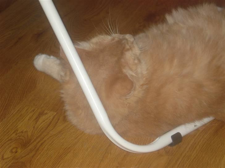 Blanding af racer røde  billede 12