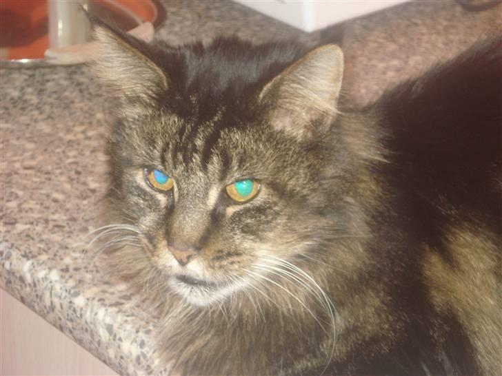 Maine Coon turner billede 5