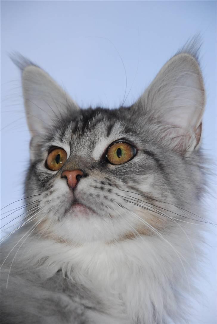 Maine Coon Gugger's Usher billede 13