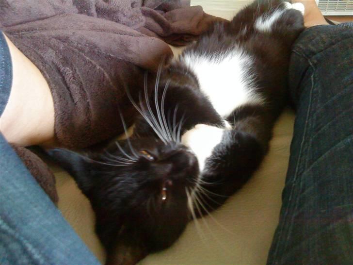 Huskat Bundy billede 2