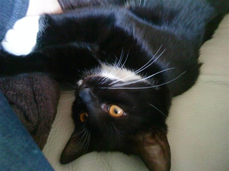 Huskat Bundy billede 3