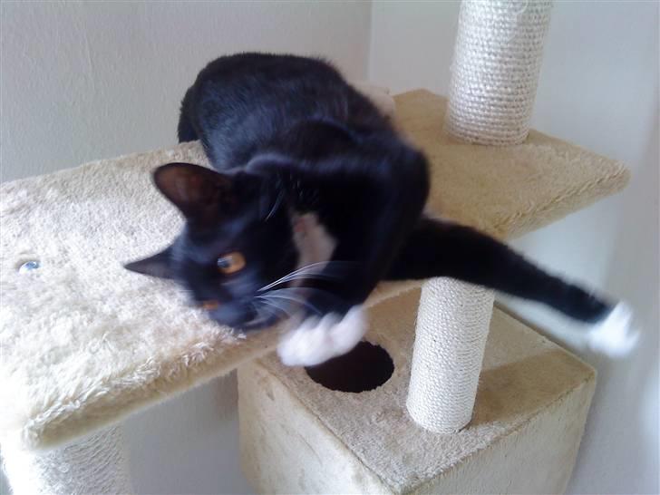 Huskat Bundy billede 4