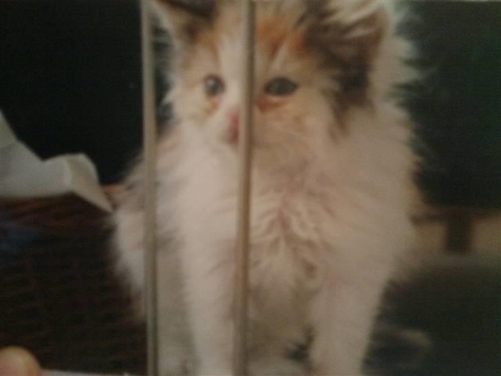 Norsk Skovkat Luske - Min lille prinsesse <3 hun er så dejlig , og kun ca. 3 uger her :I Jeg elsker dig min pige  billede 17