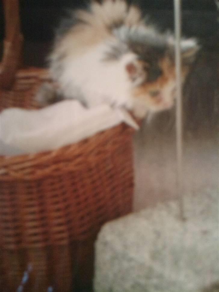 Norsk Skovkat Luske - Min engel <3 ca. 3 uger ´ da vi fik hende <3 jeg elsker dig prinsesse ´ du betyder alt <3<3 billede 18