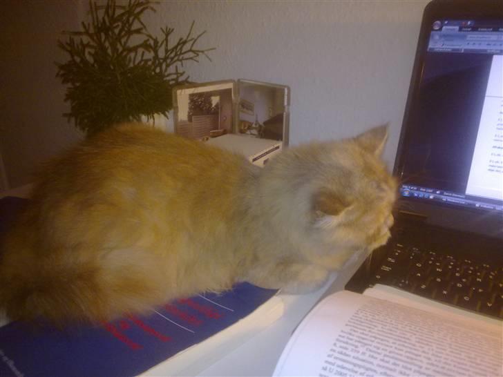 Blanding af racer Perser/NorskSkovkat SILKE billede 5