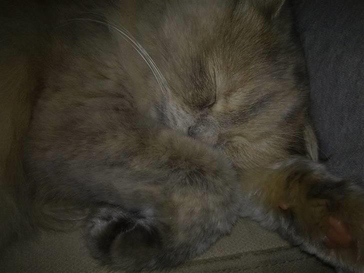 Blanding af racer Perser/NorskSkovkat SILKE billede 6