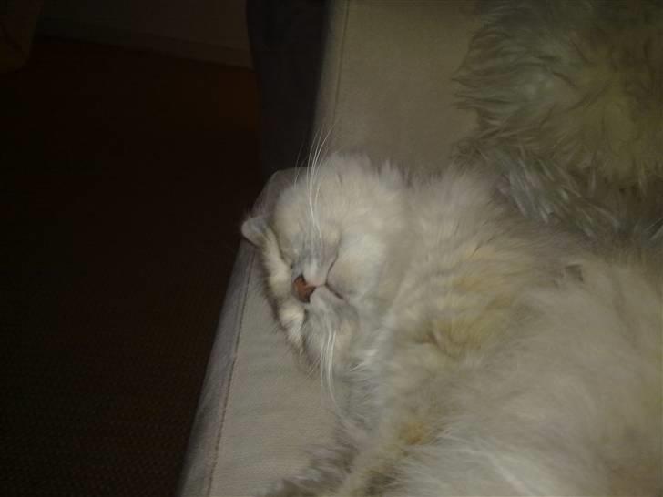 Blanding af racer Perser/NorskSkovkat SILKE billede 7