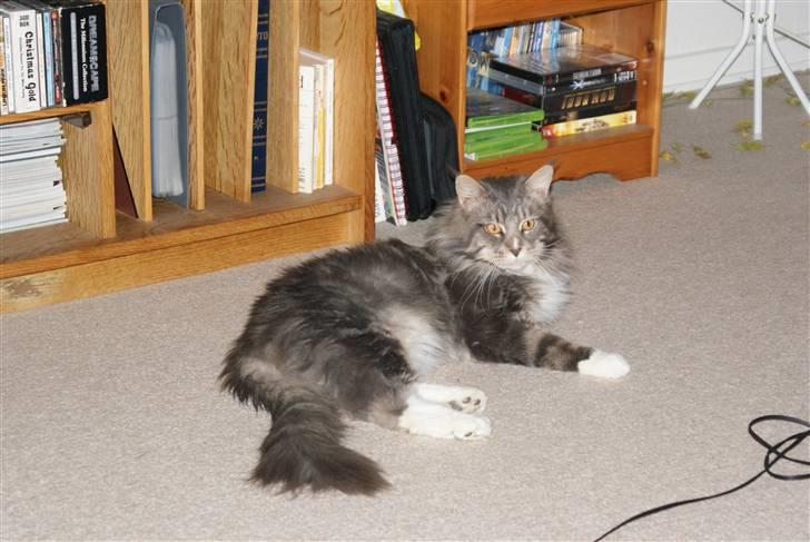 Maine Coon Shrek billede 1