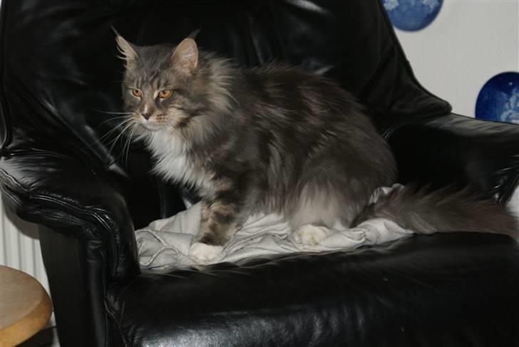 Maine Coon Shrek billede 2