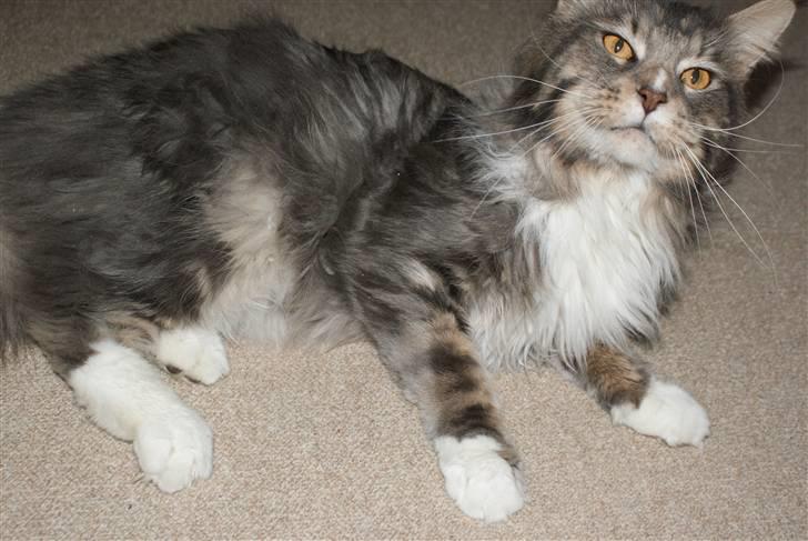 Maine Coon Shrek billede 3