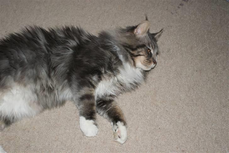 Maine Coon Shrek billede 4