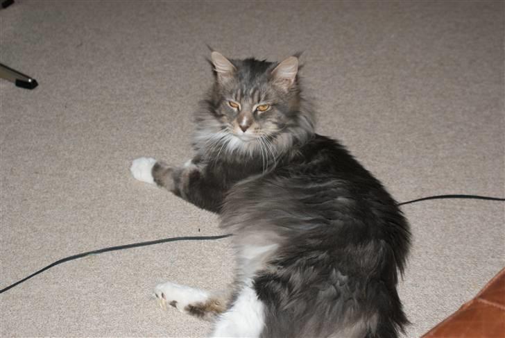 Maine Coon Shrek billede 5