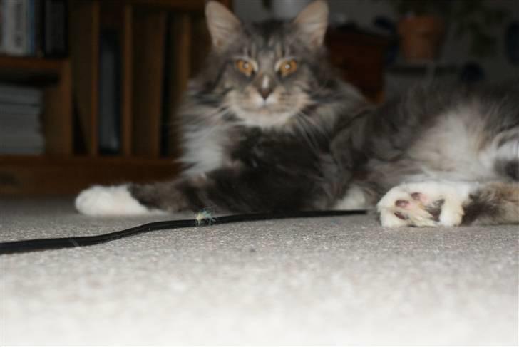 Maine Coon Shrek billede 6