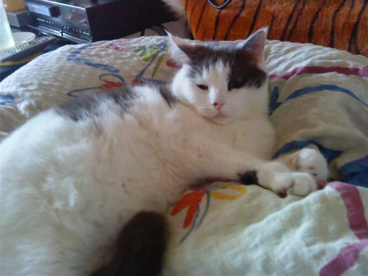 Huskat Tykke billede 1