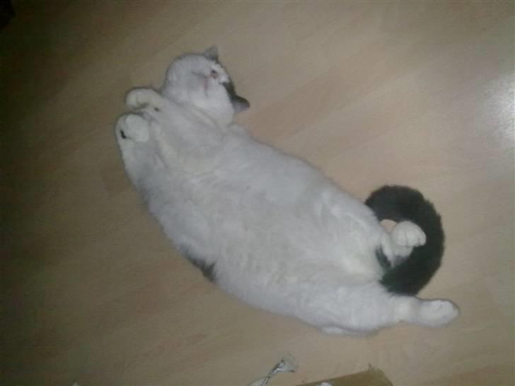 Huskat Tykke billede 2