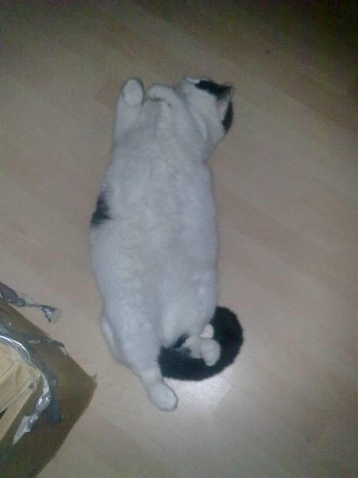 Huskat Tykke billede 3