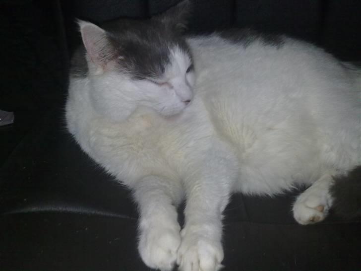 Huskat Tykke billede 4