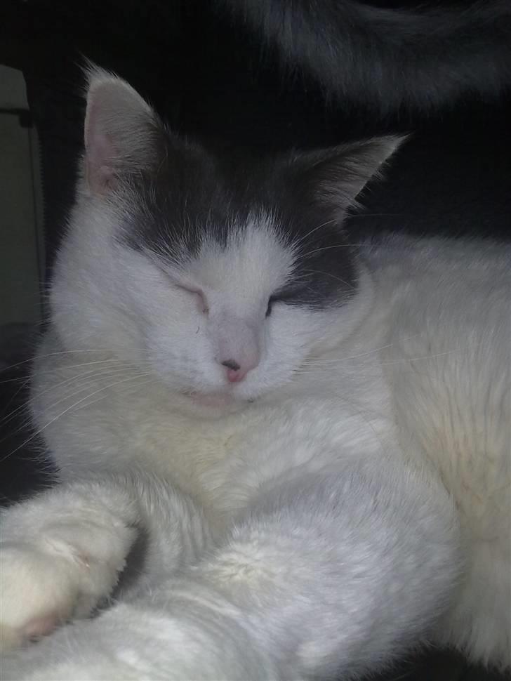 Huskat Tykke billede 5