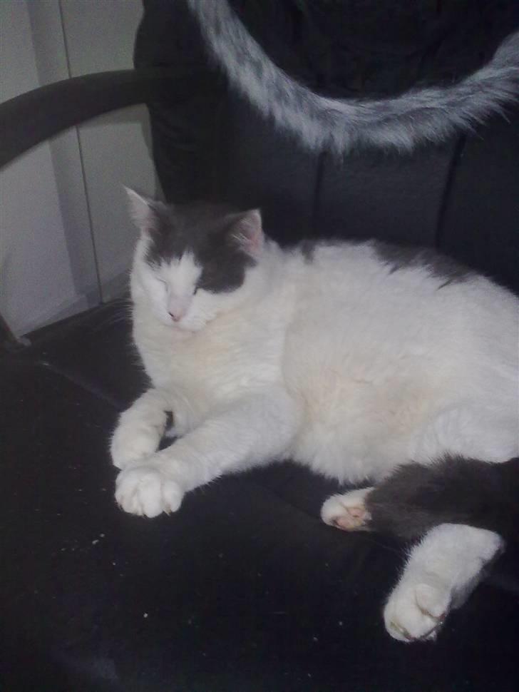 Huskat Tykke billede 6