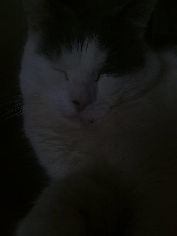 Huskat Tykke billede 7