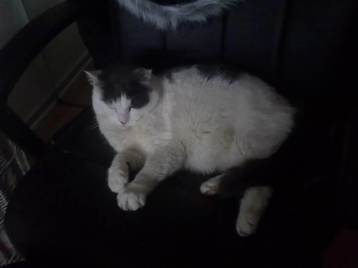 Huskat Tykke billede 8