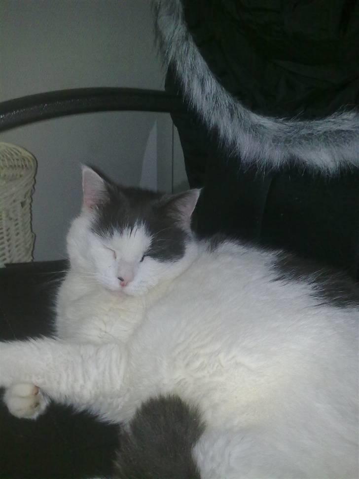 Huskat Tykke billede 9