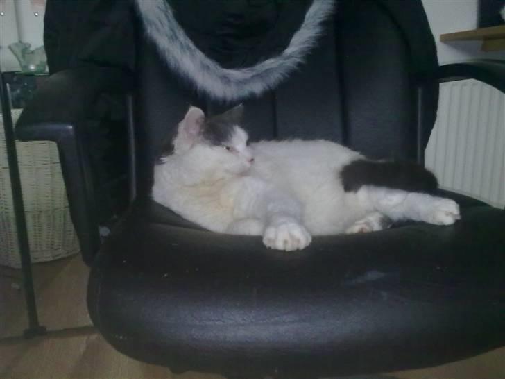 Huskat Tykke billede 10