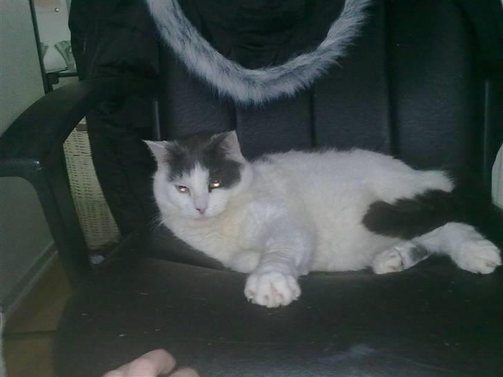 Huskat Tykke billede 11