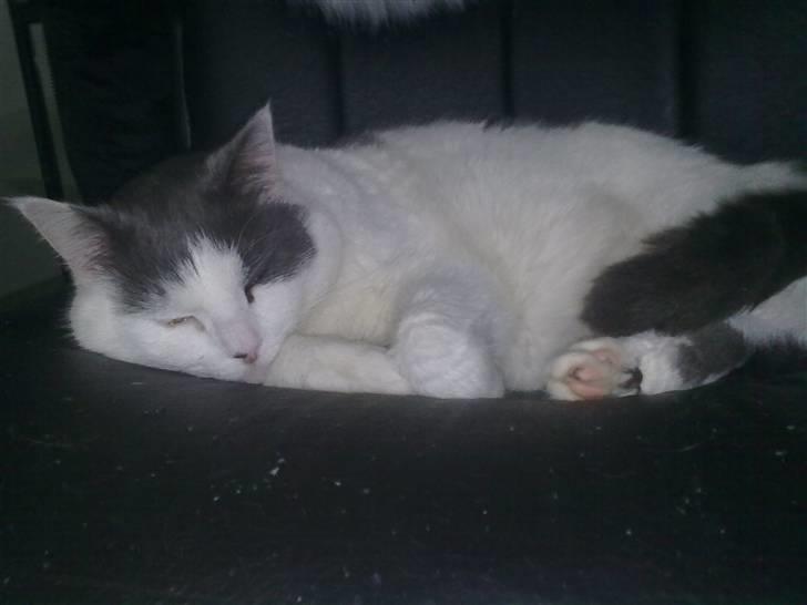 Huskat Tykke billede 12