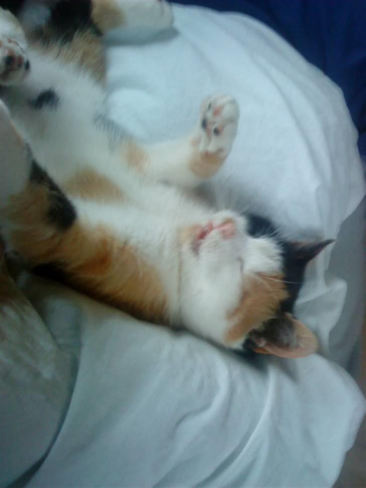 Blanding af racer Speedy - Velkommen til Speedy´s profil billede 1