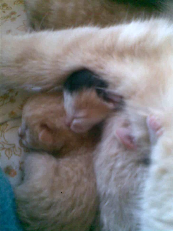 Blanding af racer Speedy - Henden med de 3 farver:* billede 2