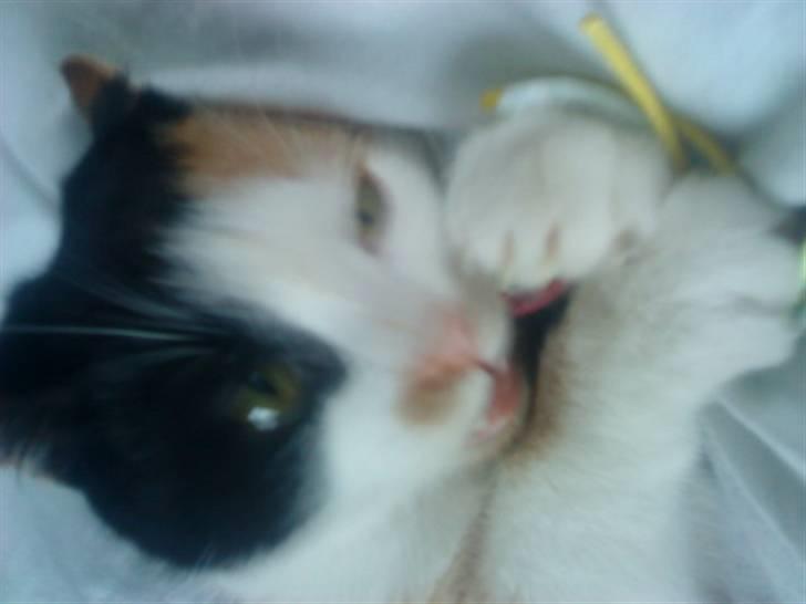 Blanding af racer Speedy billede 3