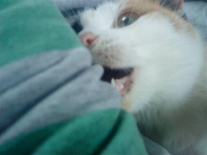 Blanding af racer Speedy billede 4