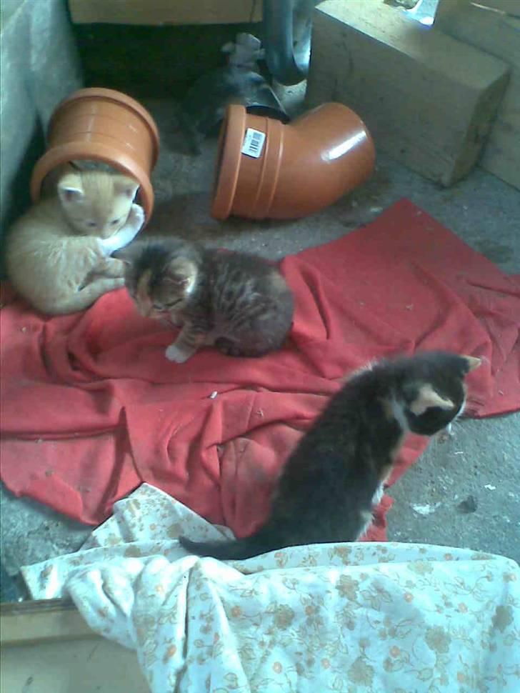 Blanding af racer Speedy billede 5