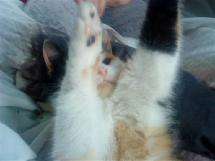 Blanding af racer Speedy billede 10