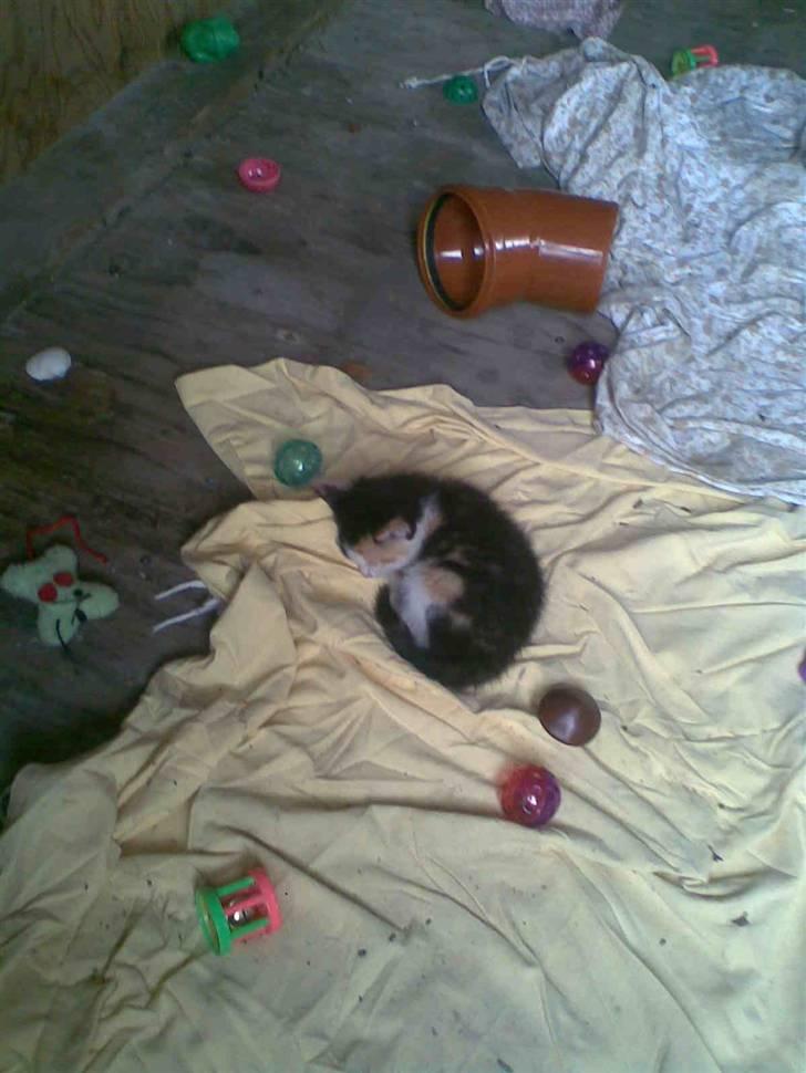 Blanding af racer Speedy billede 11