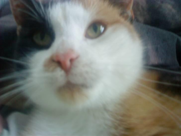 Blanding af racer Speedy billede 12