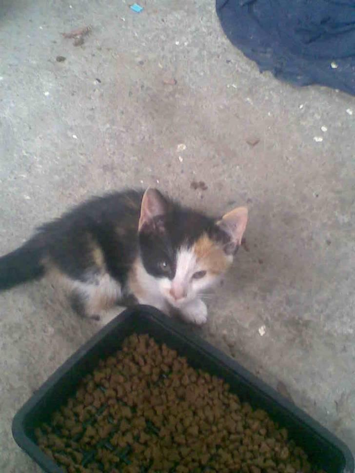 Blanding af racer Speedy billede 14