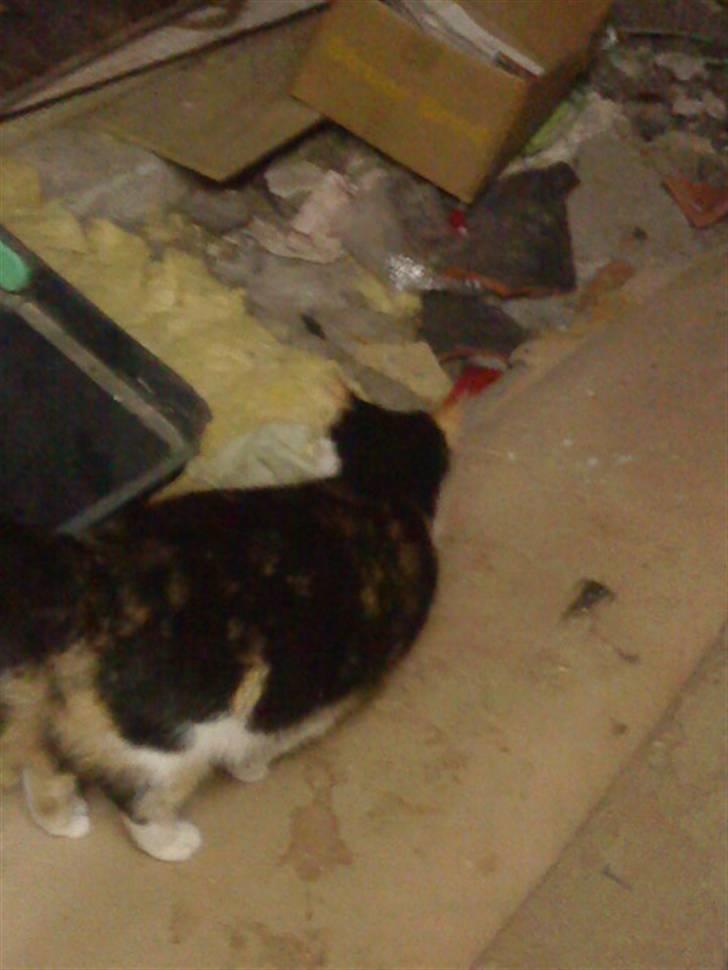 Blanding af racer Speedy billede 16