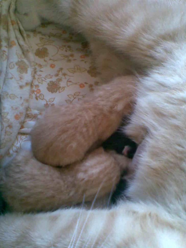 Huskat Basse billede 2